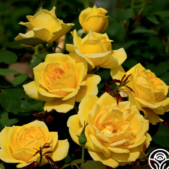 Heirloom Roses Ch-Ching! Clearance