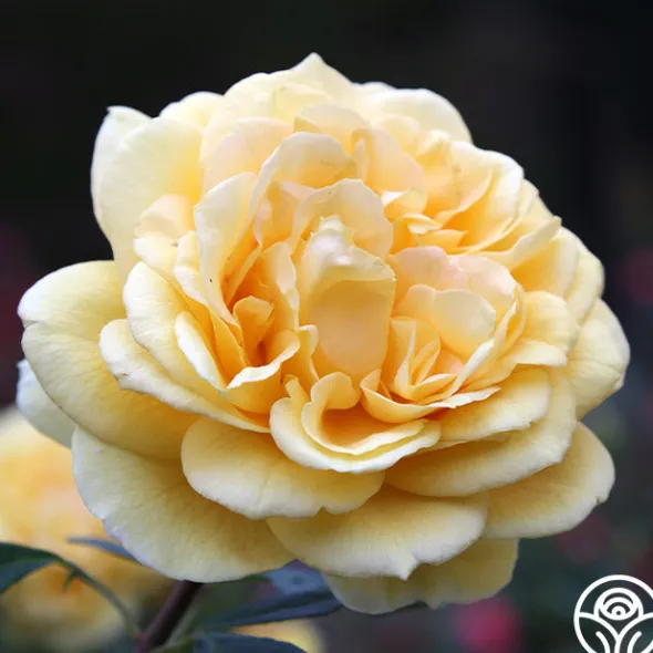 Heirloom Roses Ch-Ching! Clearance