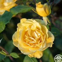 Heirloom Roses Ch-Ching! Clearance