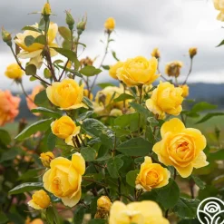 Heirloom Roses Ch-Ching! Clearance