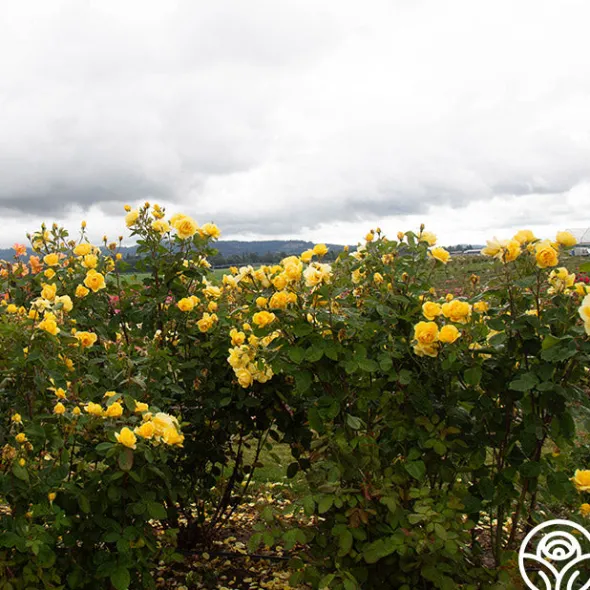 Heirloom Roses Ch-Ching! Clearance