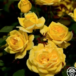 Heirloom Roses Ch-Ching! Clearance