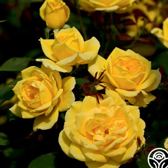 Heirloom Roses Ch-Ching! Clearance