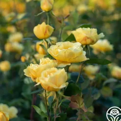 Heirloom Roses Ch-Ching! Clearance