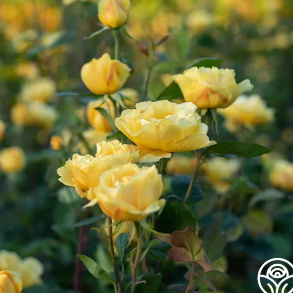 Heirloom Roses Ch-Ching! Clearance
