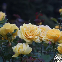 Heirloom Roses Ch-Ching! Clearance