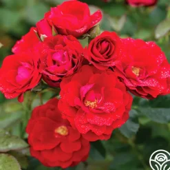 Heirloom Roses Cherry Frost™ Sale
