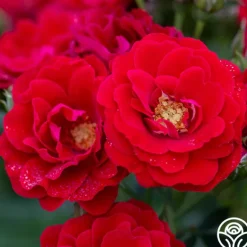 Heirloom Roses Cherry Frost™ Sale