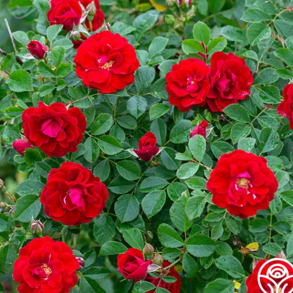 Heirloom Roses Cherry Frost™ Sale