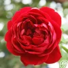 Heirloom Roses Cherry Garland™ Outlet