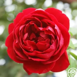 Heirloom Roses Cherry Garland™ Outlet