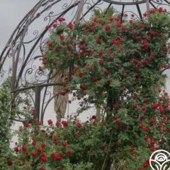 Heirloom Roses Cherry Garland™ Outlet