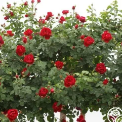 Heirloom Roses Cherry Garland™ Outlet