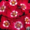 Heirloom Roses Cherry Meidiland®