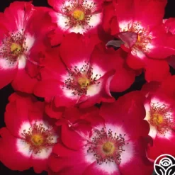 Heirloom Roses Cherry Meidiland®
