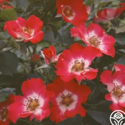 Heirloom Roses Cherry Meidiland®