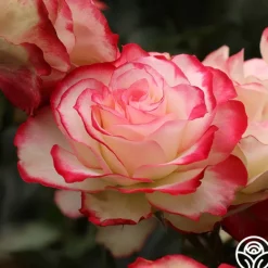 Heirloom Roses Cherry Parfait™ Hot