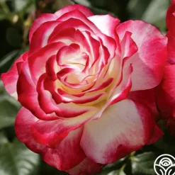 Heirloom Roses Cherry Parfait™ Hot