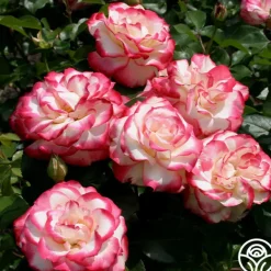 Heirloom Roses Cherry Parfait™ Hot