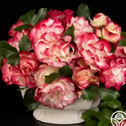 Heirloom Roses Cherry Parfait™ Hot