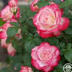 Heirloom Roses Cherry Parfait™ Hot