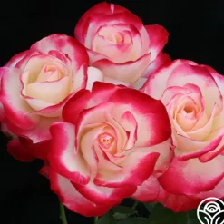 Heirloom Roses Cherry Parfait™ Hot