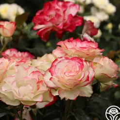 Heirloom Roses Cherry Parfait™ Hot