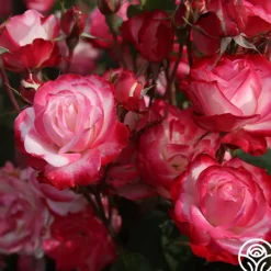 Heirloom Roses Cherry Parfait™ Hot