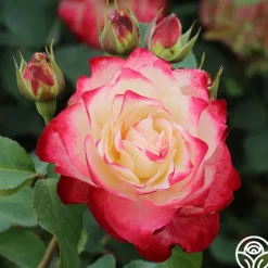 Heirloom Roses Cherry Parfait™ Hot