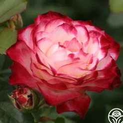Heirloom Roses Cherry Parfait™ Hot