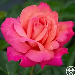 Heirloom Roses Chicago Peace®