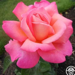 Heirloom Roses Chicago Peace®
