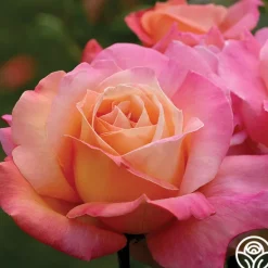 Heirloom Roses Chicago Peace®