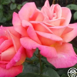 Heirloom Roses Chicago Peace®
