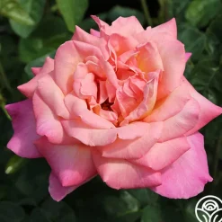 Heirloom Roses Chicago Peace®