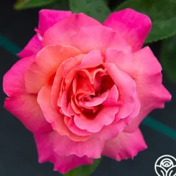 Heirloom Roses Chicago Peace®