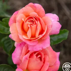 Heirloom Roses Chicago Peace®