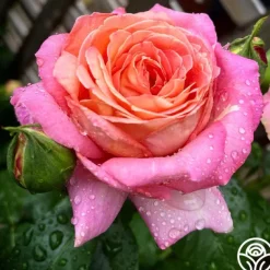 Heirloom Roses Chicago Peace®