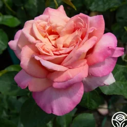 Heirloom Roses Chicago Peace®
