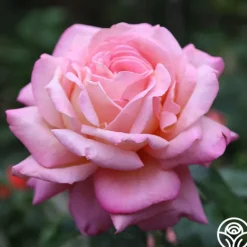 Heirloom Roses Chicago Peace®