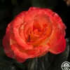 Heirloom Roses Chihuly™ New