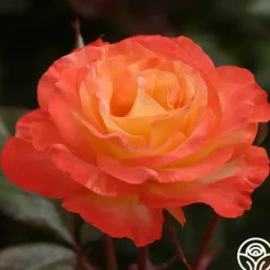 Heirloom Roses Chihuly™ New