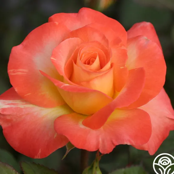 Heirloom Roses Chihuly™ New