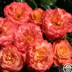 Heirloom Roses Chihuly™ New