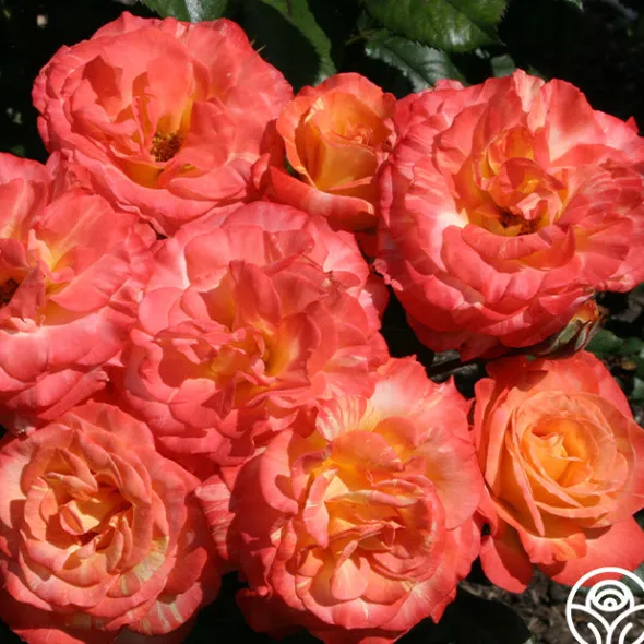 Heirloom Roses Chihuly™ New