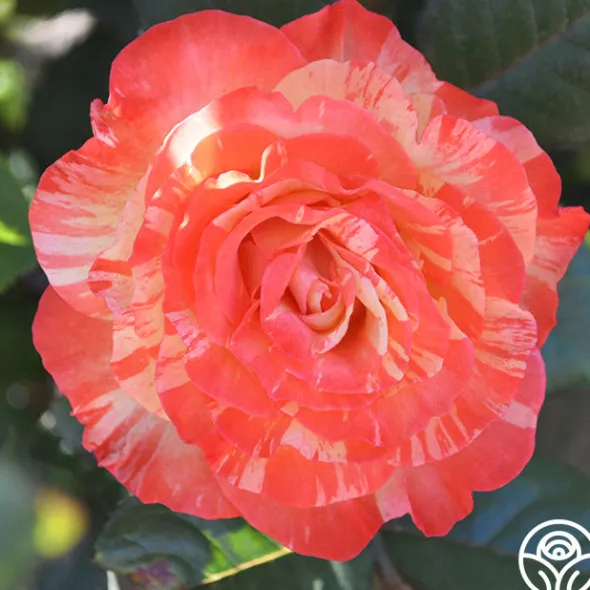 Heirloom Roses Chihuly™ New