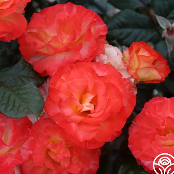 Heirloom Roses Chihuly™ New