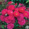 Heirloom Roses Children's Hope™ Clearance