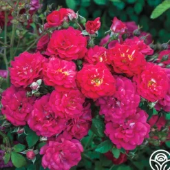Heirloom Roses Children's Hope™ Clearance
