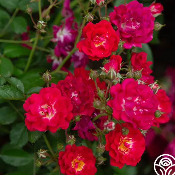 Heirloom Roses Children's Hope™ Clearance